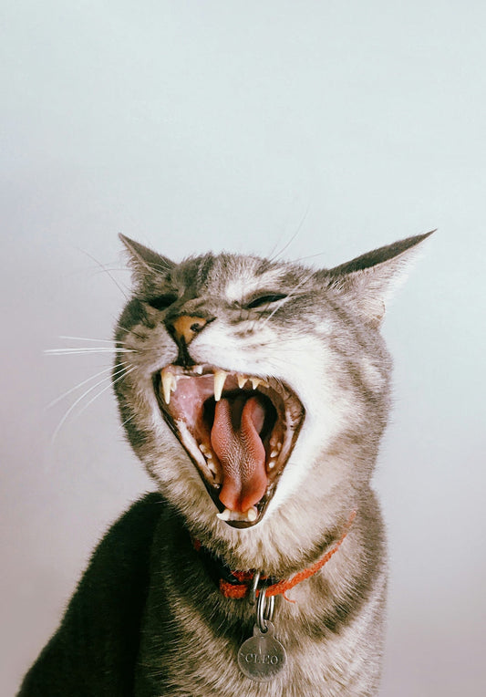 cat yawning without having it's coffee