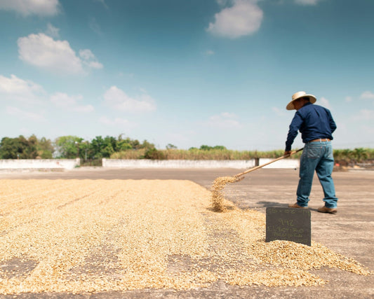 decaf coffee worker drying coffee parchment