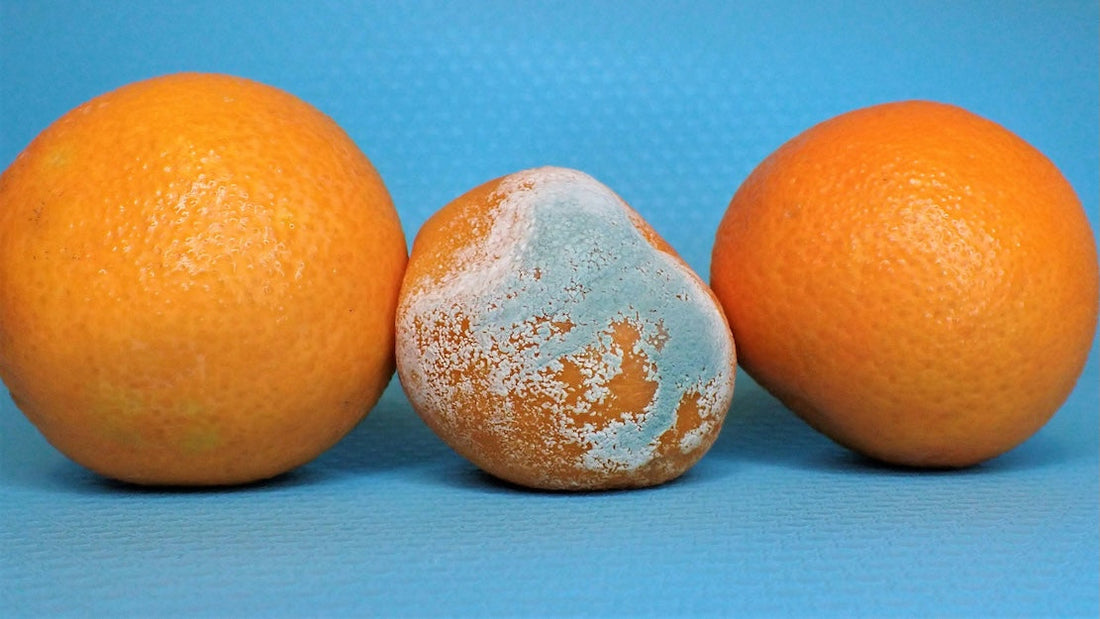 moldy oranges for decaf coffee
