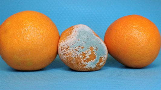 moldy oranges for decaf coffee