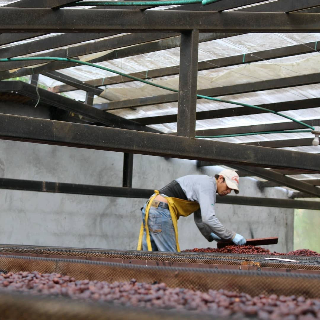 Person working with coffee cherries from El Vergel Estate