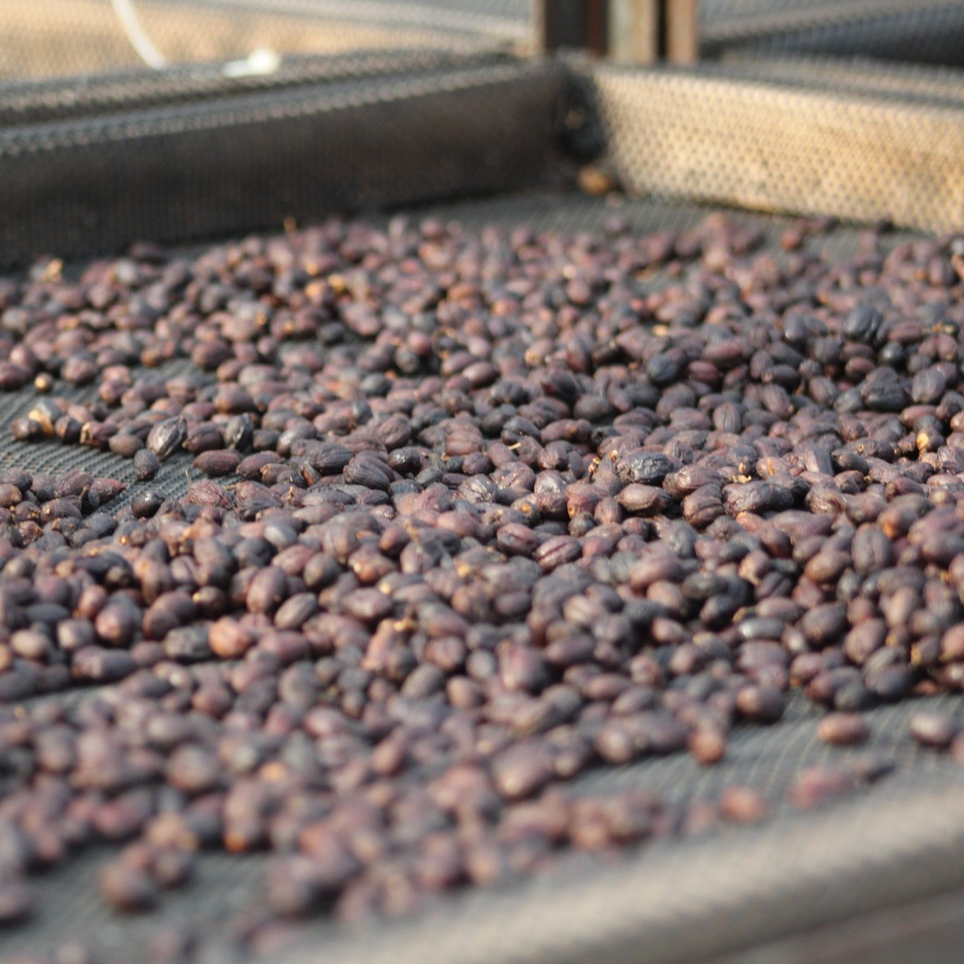 Coffee cherries from El Vergel Estate