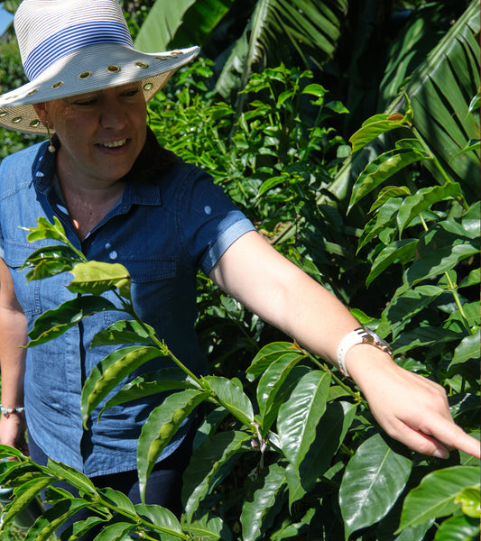Laurina | Black Honey | Less Caf | Costa Rica