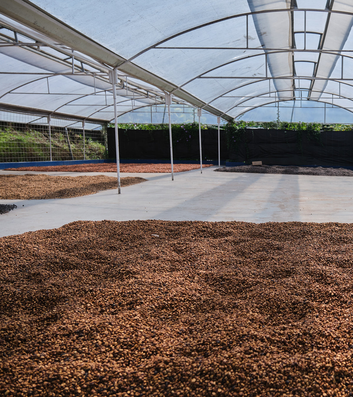 Laurina | Black Honey | Less Caf | Costa Rica