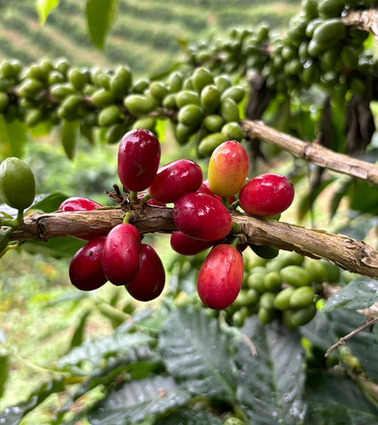 Red coffee berries on a branch with green berries in the background