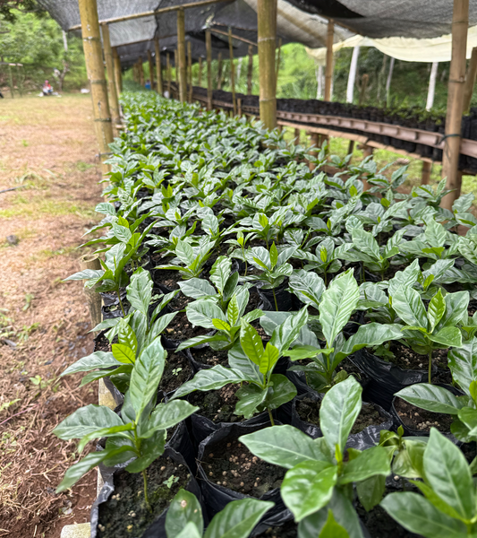 El Vergel Coffee Seedlings