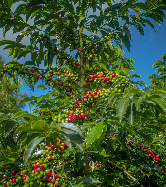 Coffee cherries on a tree with a clear blue sky background