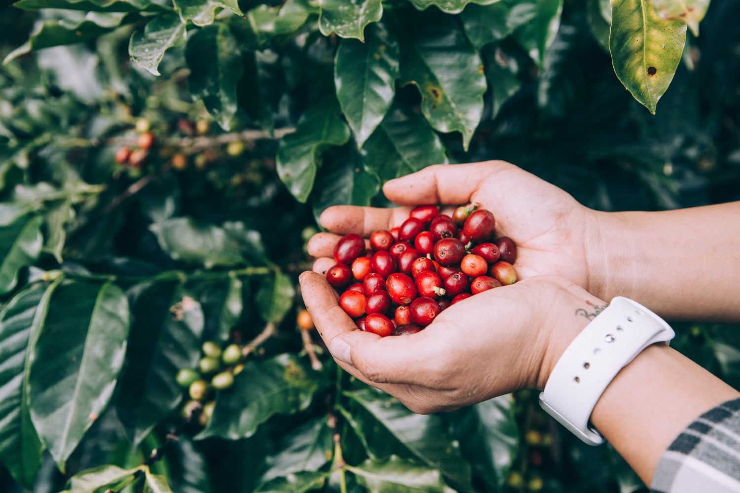 Fresh coffee beans