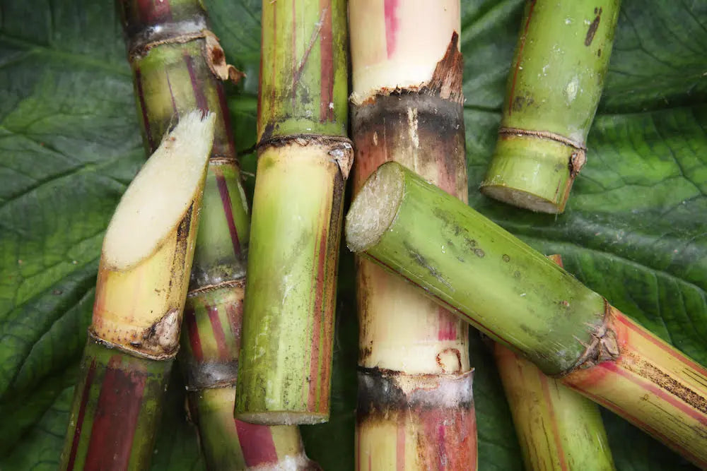 sugarcane used for decaffeination 