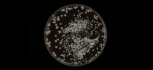 Yeast in a petri dish 
