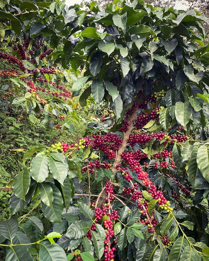 Caturra coffee cherries