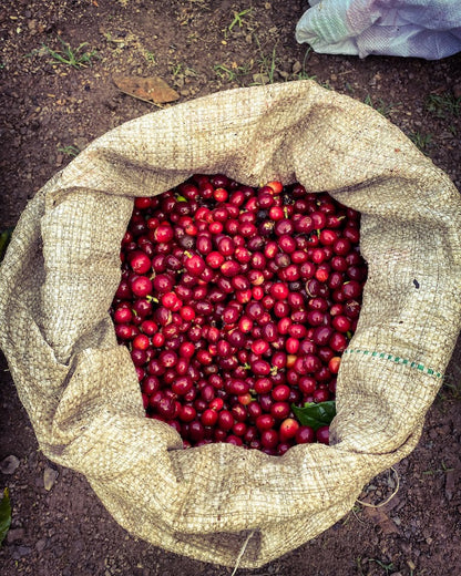Caturra coffee cherries in bag