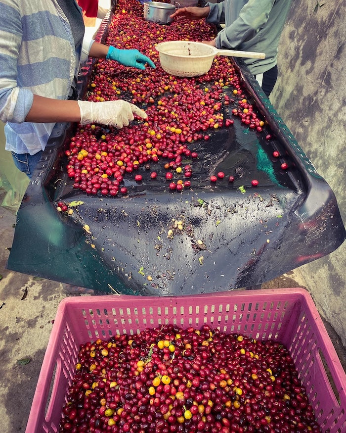 Caturra coffee cherries