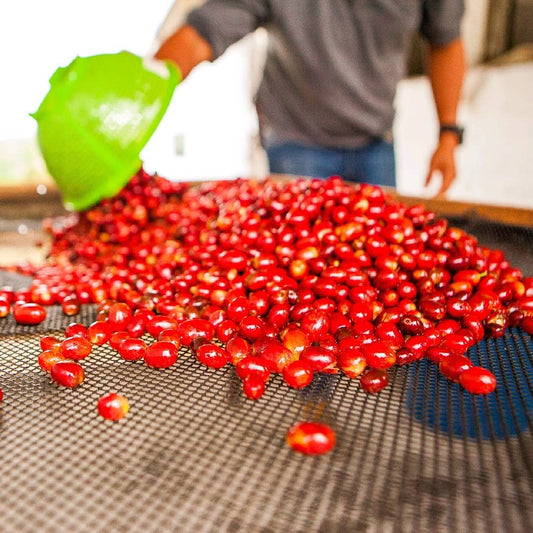 Coffee cherries from El Vergel Estate