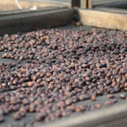 Coffee cherries from El Vergel Estate