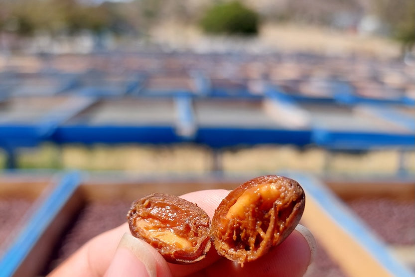 Elixir | Carbonic Maceration | Swiss Water® Decaf | Nicaragua