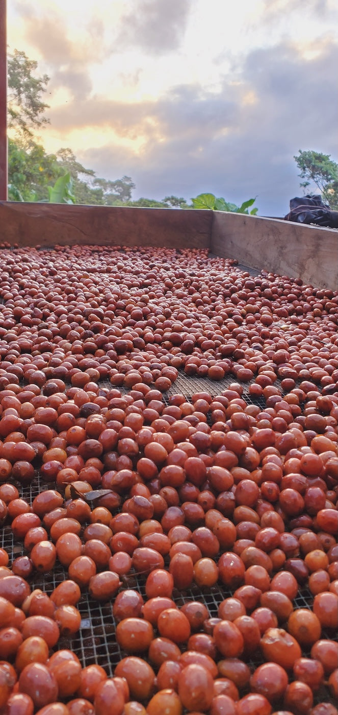 Elixir | Carbonic Maceration | Swiss Water® Decaf | Nicaragua