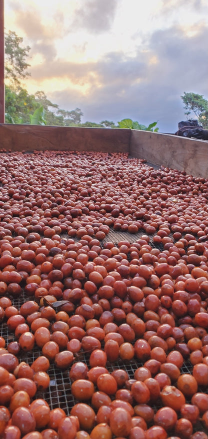 Elixir | Carbonic Maceration | Swiss Water® Decaf | Nicaragua