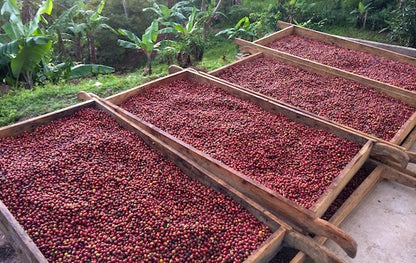 Elixir | Carbonic Maceration | Swiss Water® Decaf | Nicaragua