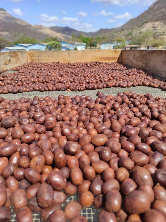 Elixir | Carbonic Maceration | Swiss Water® Decaf | Nicaragua