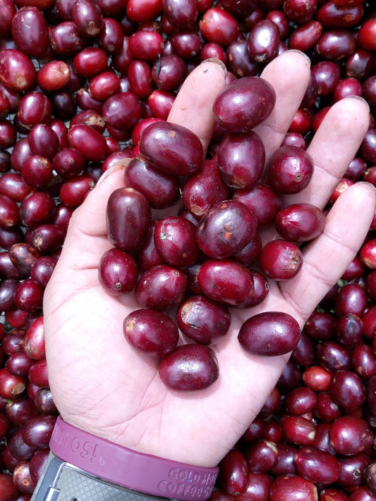 Elixir | Carbonic Maceration | Swiss Water® Decaf | Nicaragua