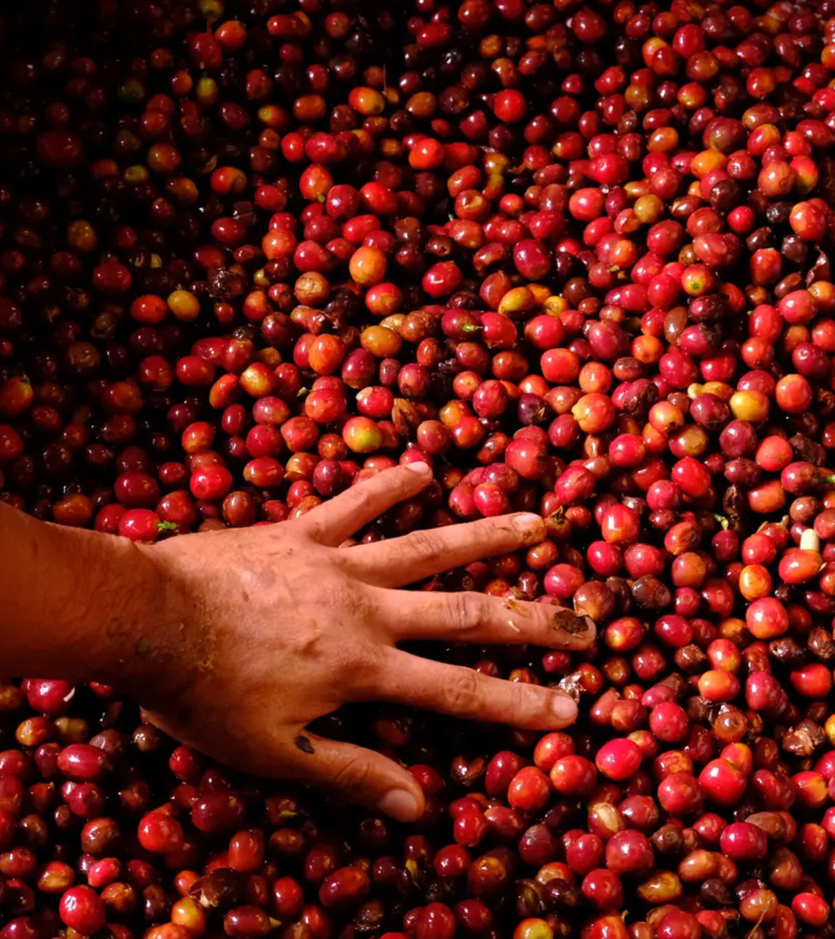 Finca el Paraiso red coffee cherries