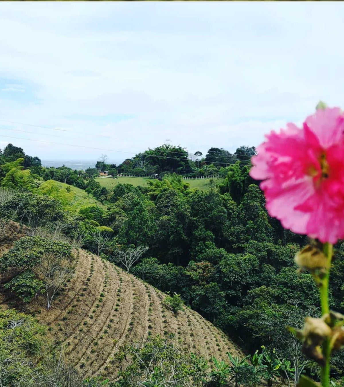 Finca el Paraiso Coffee Fields