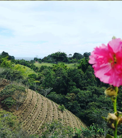 Finca el Paraiso Coffee Fields