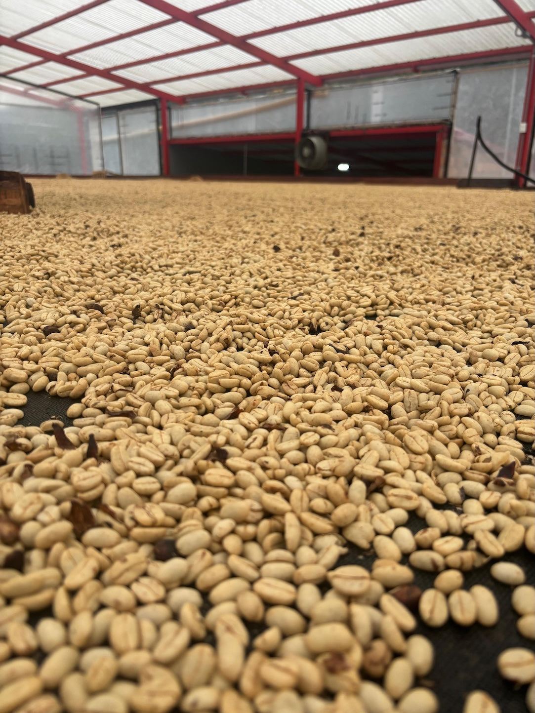 Pink Bourbon | Thermal Shock | Swiss Water® Decaf | Colombia