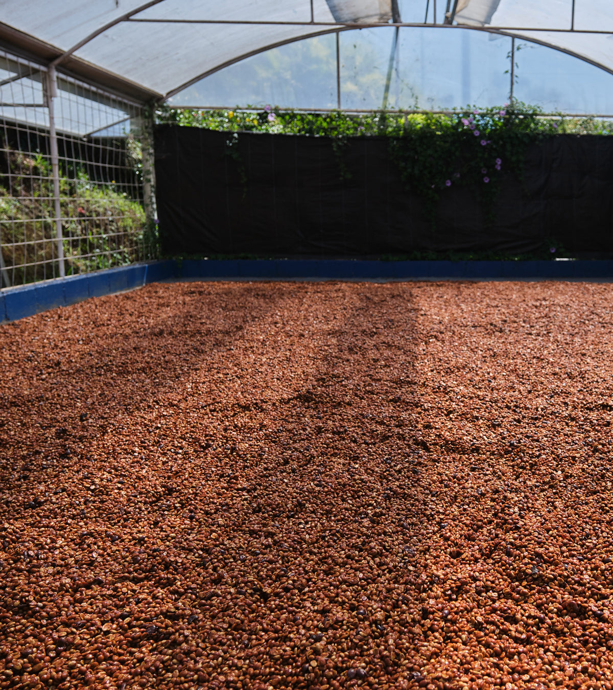 Laurina | Black Honey | Less Caf | Costa Rica