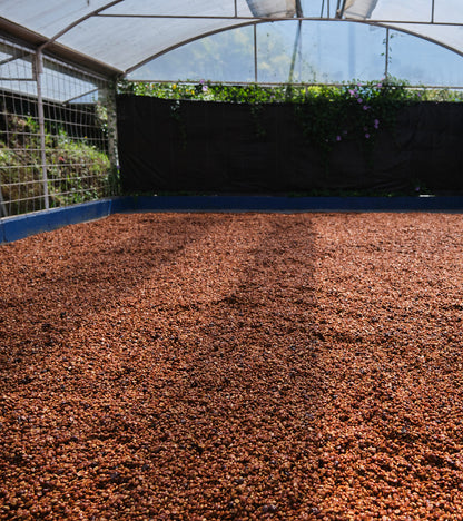 Laurina | Black Honey | Less Caf | Costa Rica