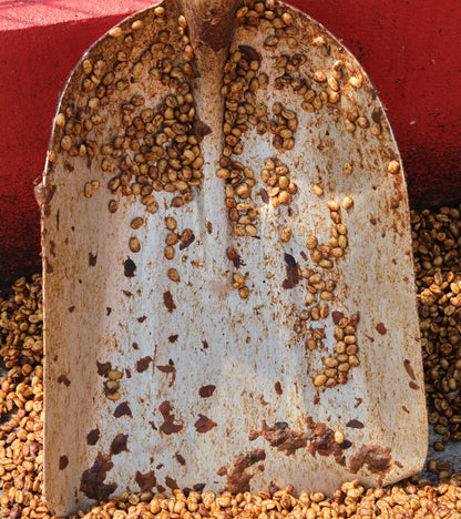 Laurina | Black Honey | Less Caf | Costa Rica