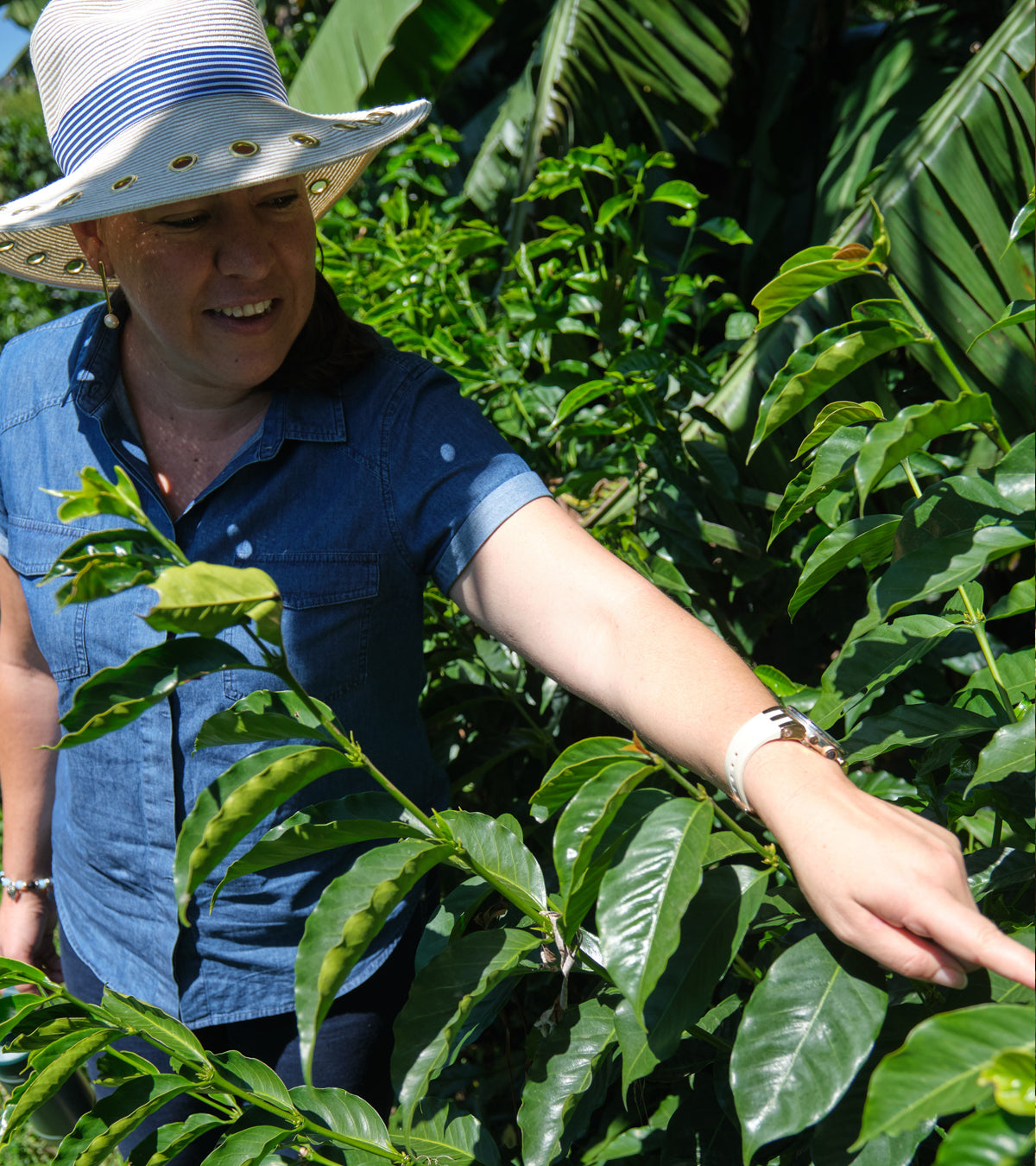 Laurina | Black Honey | Less Caf | Costa Rica