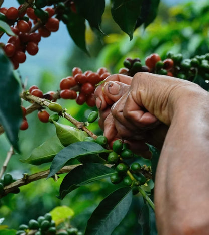 Los Nogales Coffee Cherries