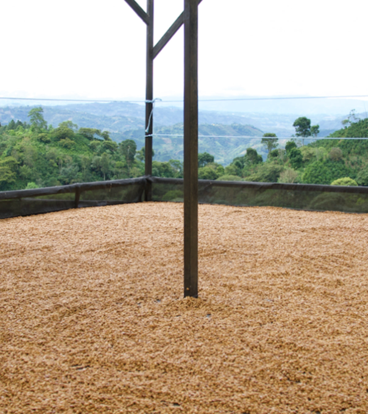 Coffee beans drying in an open area with a scenic background