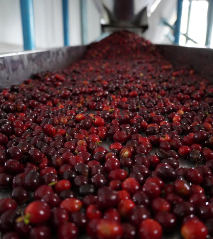 Nogales Typica coffee cherries