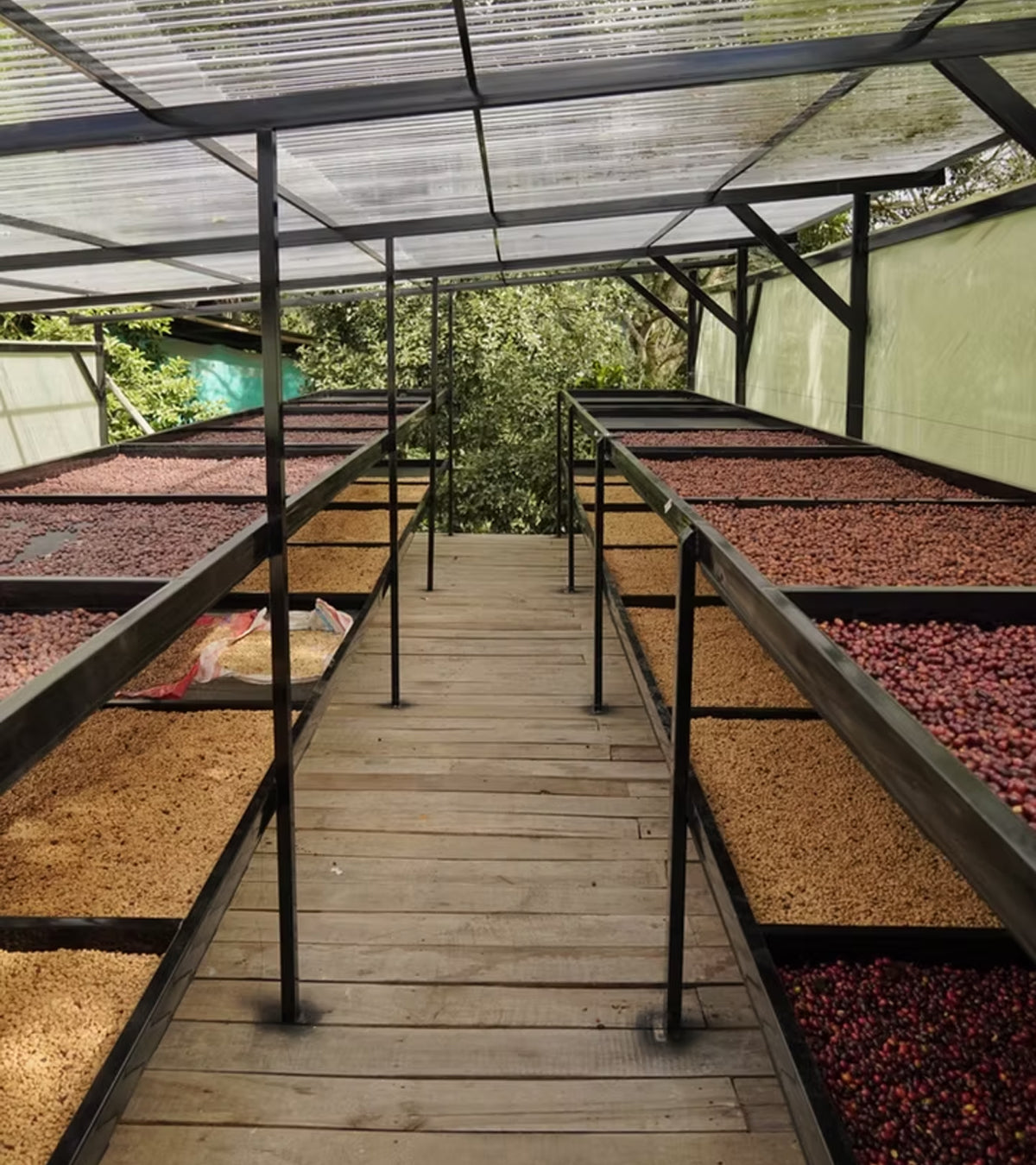 Coffee beans drying on racks under a transparent roof structure