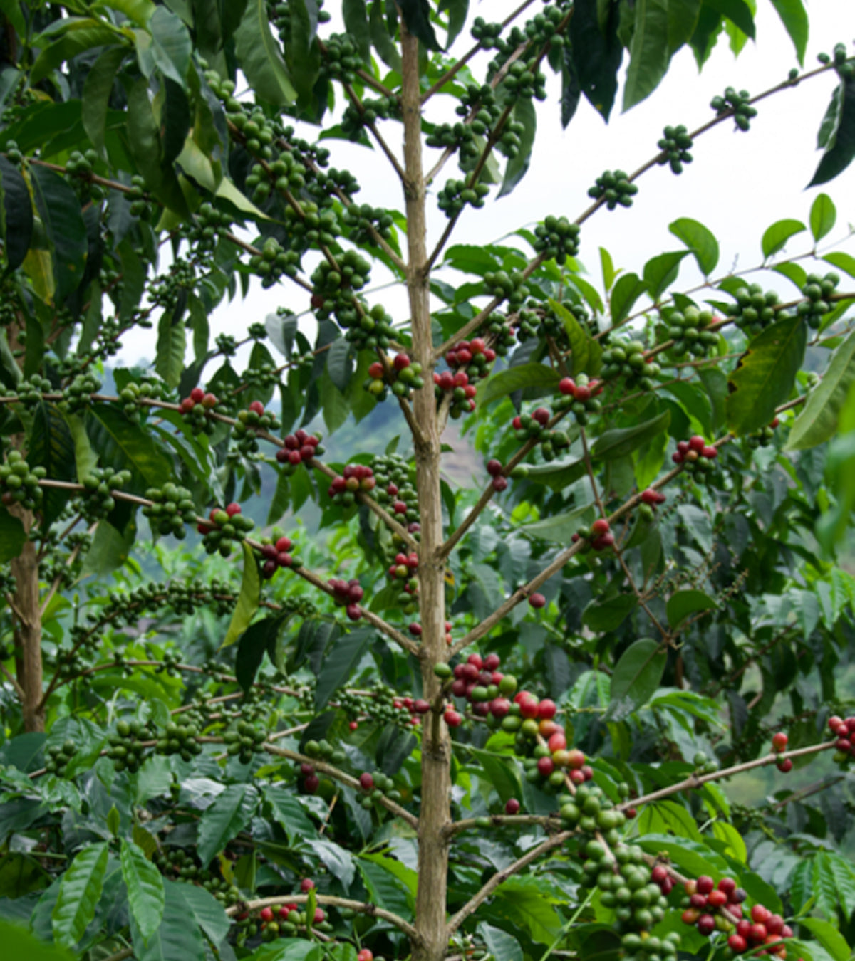Coffee tree with red and green coffee berries in a natural setting