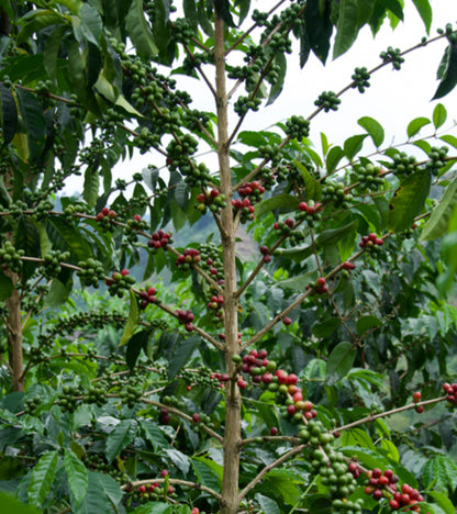 Coffee tree with red and green coffee berries in a natural setting