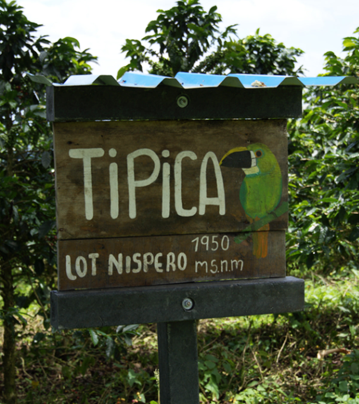 Wooden sign with 'Tipica' and coffee plant illustration in a coffee plantation.