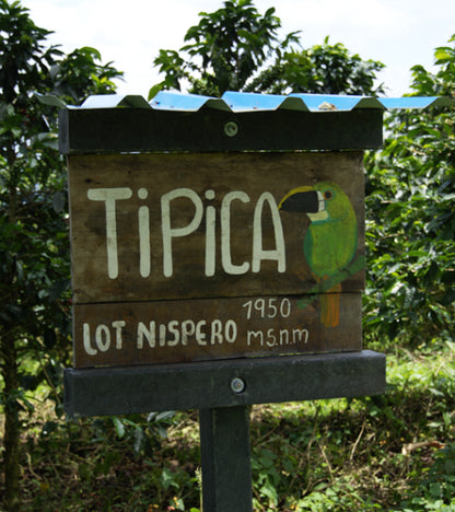Wooden sign with 'Tipica' and coffee plant illustration in a coffee plantation.