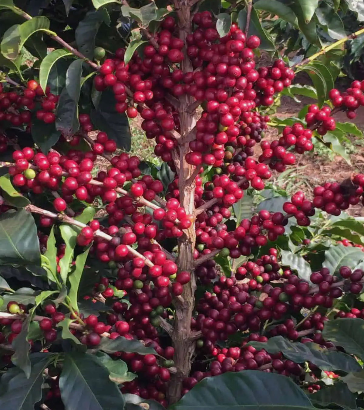 Red Bourbon coffee cherries