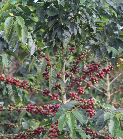 Coffee berries on a coffee tree with green leaves