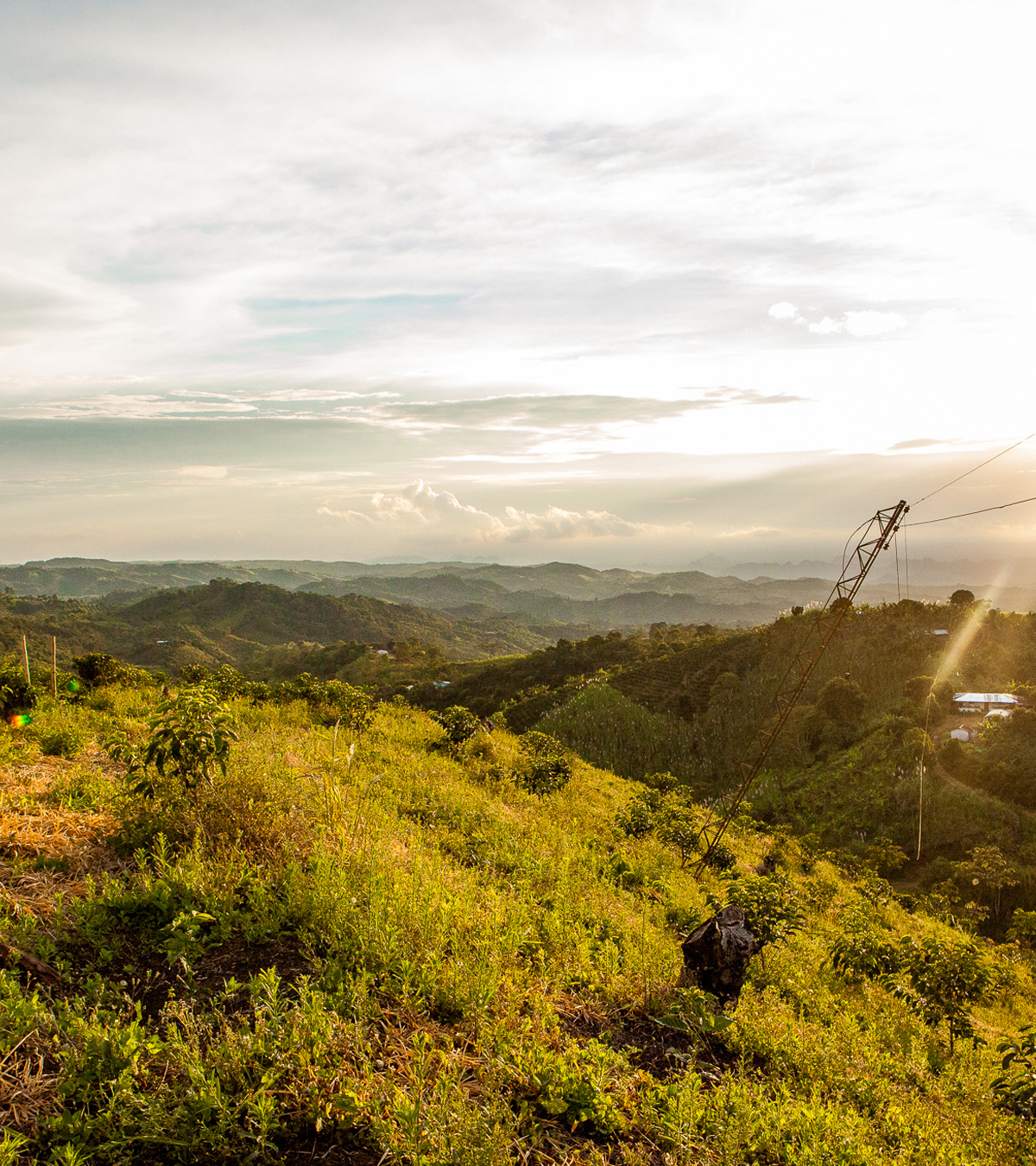 Hilly landscape with coffee plants and a sunset