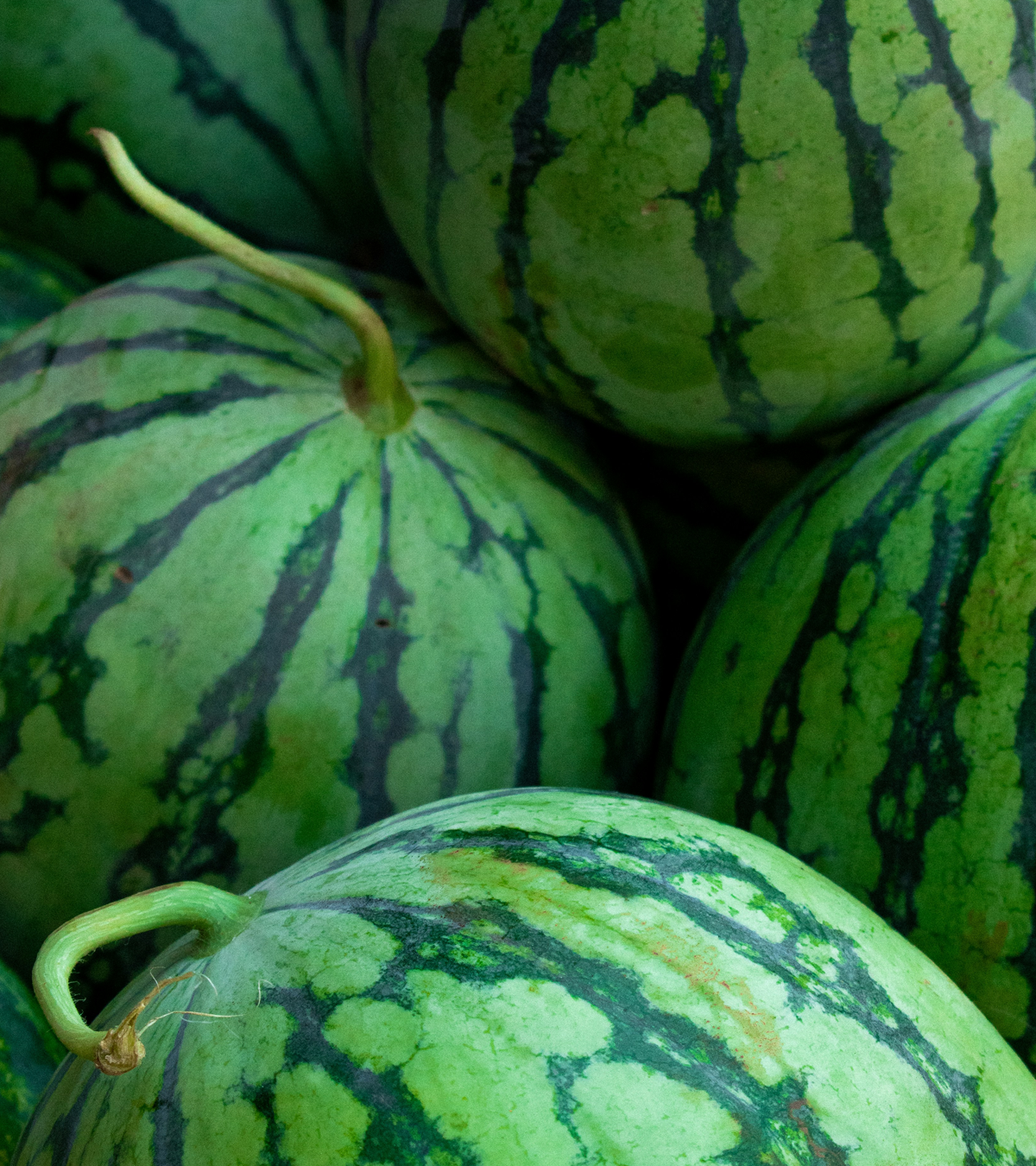 Close-up of green watermelons with visible rind patterns