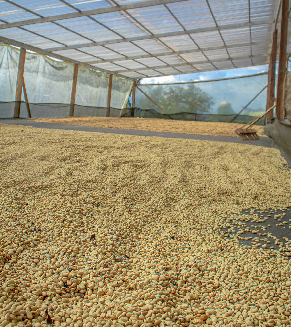 Drying coffee beans under a transparent roof structure