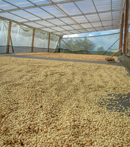 Drying coffee beans under a transparent roof structure