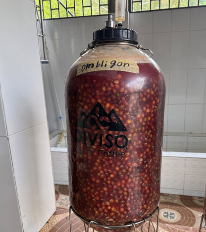 El Diviso Ombligon decaf fermenting