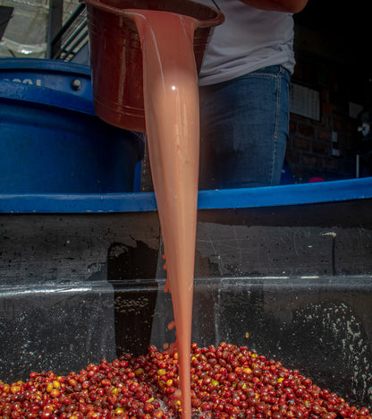 El Diviso Ombligon Decaf. Mosto added for submerged fermentation