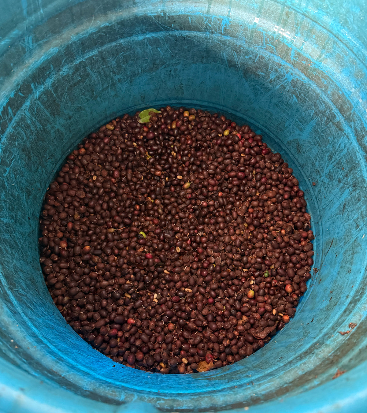 Close-up of brown seeds in a blue container